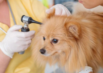 Exploring the European Veterinary Dermatology Congress 2023