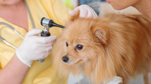 Exploring the European Veterinary Dermatology Congress 2023